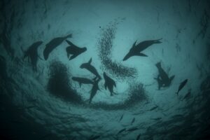 Inicio v2 - Pisagua I Marensepia Fernando Olivares I Oceana