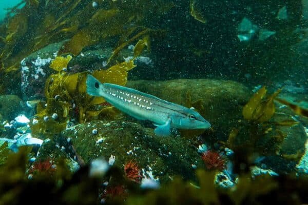 Bautismo Submarino con Fotos y Videos - Imagen 3