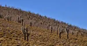 Inicio v2 - bosque de aconvito comuna de Colchane