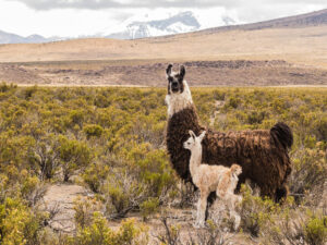 Inicio v2 - llama tarapaca
